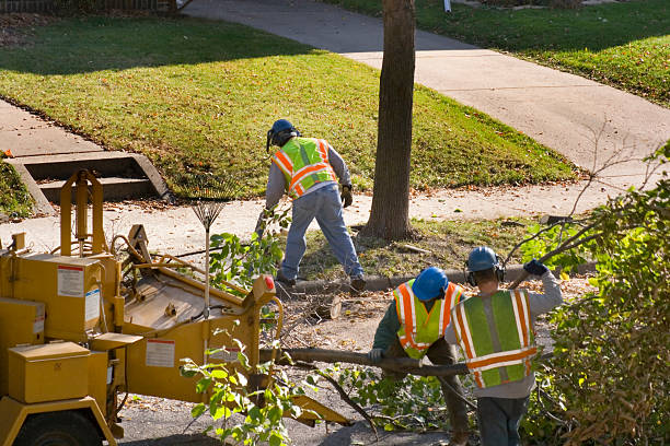 Reliable Riverview, SC Tree Removal and Landscaping Services Solutions